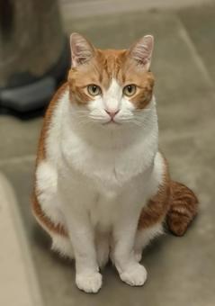 お腹がすいてきた猫(茶白ハチワレ) お腹がすいてきた猫(茶白ハチワレ)の写真