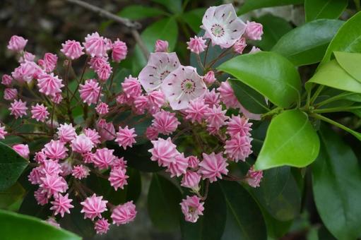カルミア(アメリカシャクナゲ) カルミア(アメリカシャクナゲ) カルミア,アメリカシャクナゲ,春の花の写真素材