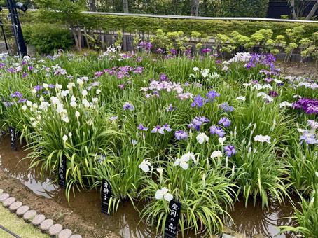 堀切菖蒲園 曇り空の下咲き誇る花菖蒲 堀切菖蒲園 曇り空の下咲き誇る花菖蒲の写真