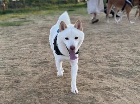 白柴のラン 柴犬,しばいぬ,shibaの写真素材