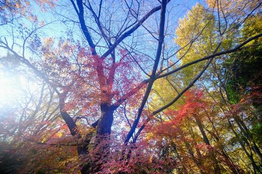 紅葉 紅葉,背景,素材の写真素材
