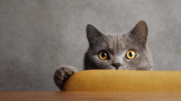 見つめる猫のアップ 見つめる猫のアップの写真