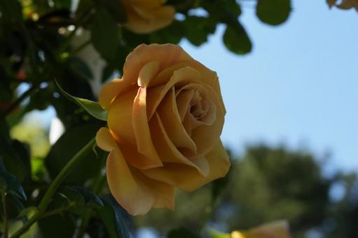 Rose (yellow: butterscotch), JPG Rose (yellow: butterscotch), JPG