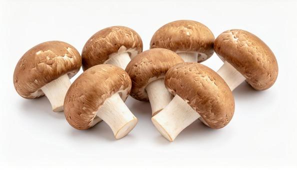 白い背景に椎茸 白い背景に椎茸の写真