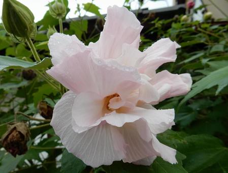 【花の写真】スイフヨウの花 【花の写真】スイフヨウの花の写真