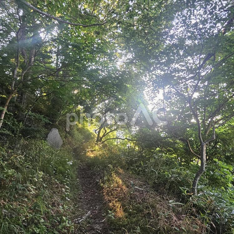 舗装された山道を登る2 自然,山,植物の写真素材