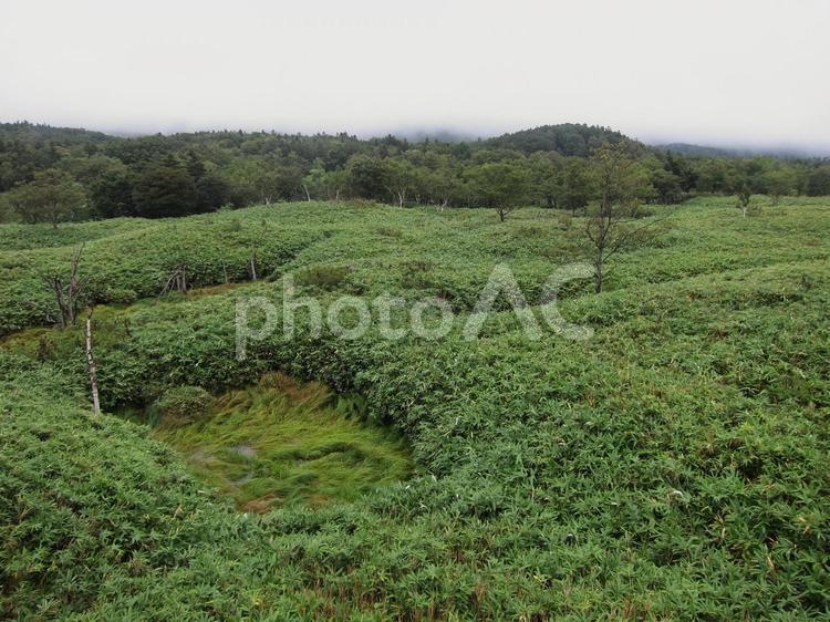知床の原生林 知床五湖,斜里町,斜里郡の写真素材