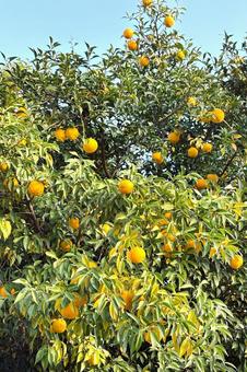 ダイダイの木 植物,柑橘,風景の写真素材