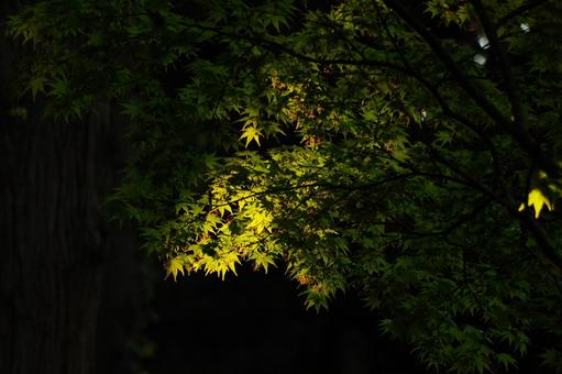 Maple, JPG