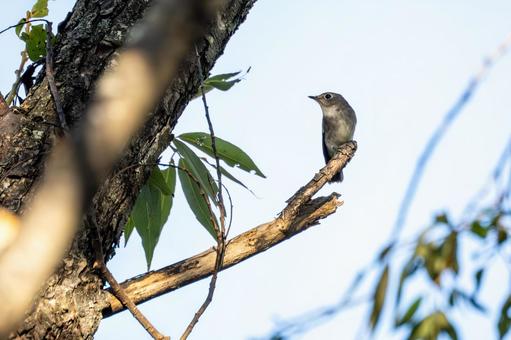 コサメビタキ⑸ コサメビタキ⑸ 鳥,コサメビタキ,野鳥の写真素材