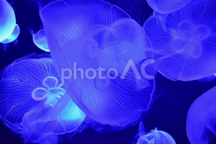 クラゲ　くらげ　海月　水母　水族館 泳ぐ,クラゲ,くらげの写真素材
