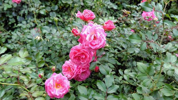 ピンクローズ バラ,薔薇,バラ園の写真素材