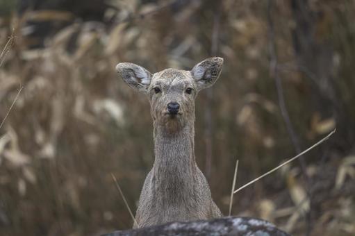 じっとこちらを見るエゾシカ エゾシカ,鹿,野生動物の写真素材