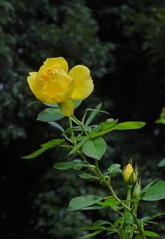 元気な黄色いバラ バラ,植物,元気の写真素材