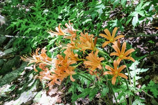 Photo, great fox razor, flower, razor of the great fox, 