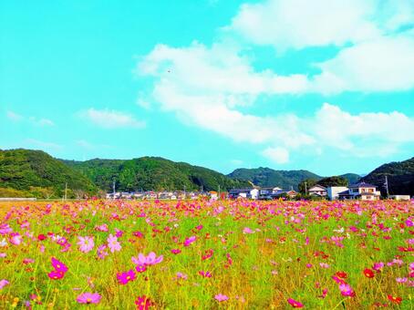青空とコスモス畑の写真