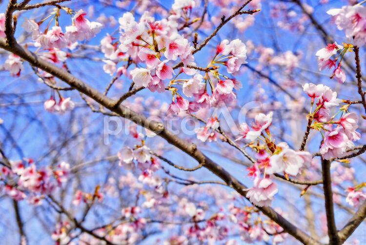 青空が似合う桜 桜,花,春の写真素材
