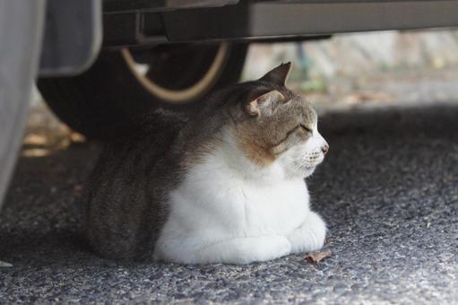 ねこ にゃんこ,可愛い,野良猫の写真素材