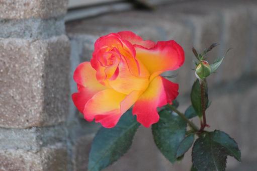薔薇 薔薇の写真
