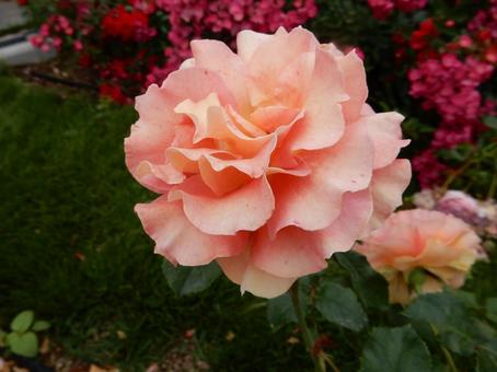 【薔薇の写真】バラの花 【薔薇の写真】バラの花 の写真