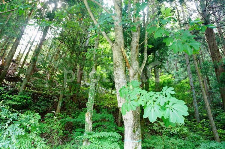 ジブリに出てきそうな緑の木 緑,緑色,木の写真素材