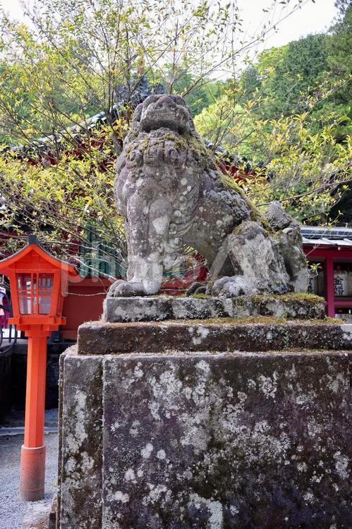 箱根神社の狛犬 木々,狛犬,神社の写真素材