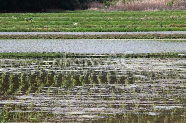 稲の苗が植った水田 稲,苗,水田の写真素材