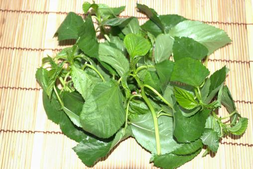 収穫したモロヘイヤの葉 収穫したモロヘイヤの葉 野菜,モロヘイヤ,葉物野菜の写真素材