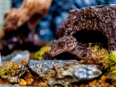 ハイナントカゲモドキのアップ ハイナントカゲモドキ,ヤモリ,爬虫類の写真素材