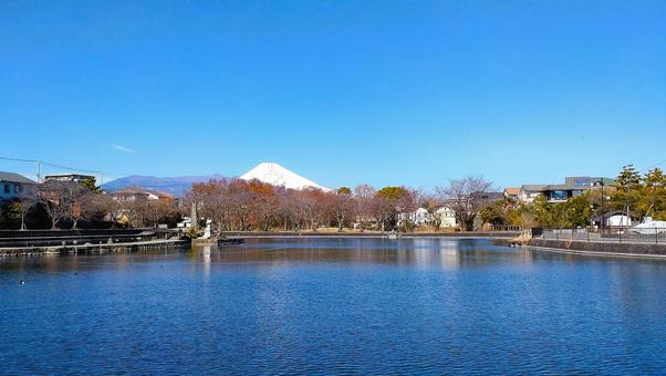 丸池公園 公園,池,富士山の写真素材