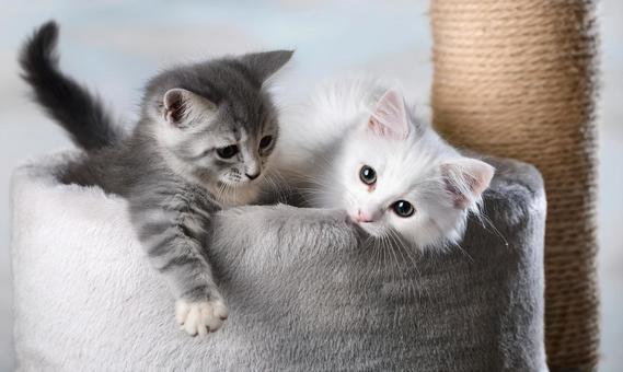 キャットタワーで遊ぶ子猫 キャットタワーで遊ぶ子猫の写真