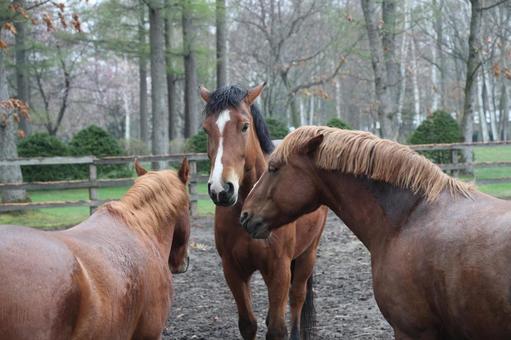 馬 馬,ウマ,動物の写真素材
