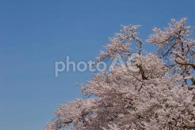 青空と桜 桜,コピースペース,テキストスペースの写真素材