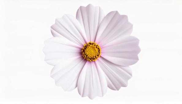 一輪のコスモスの花 一輪のコスモスの花の写真
