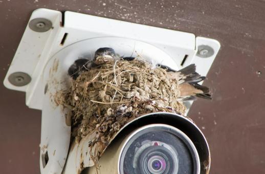 監視カメラの上の燕の雛と巣 監視カメラの上の燕の雛と巣 鳥,燕,小鳥の写真素材