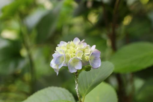 Photo, hydrangea, june, rainy season, 