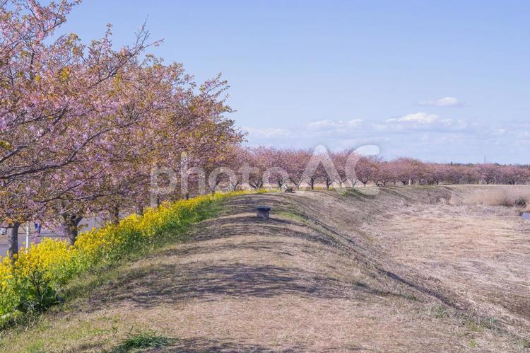 初春の風景 川沿いの河津桜と菜の花 春の景色,春,河津桜の写真素材