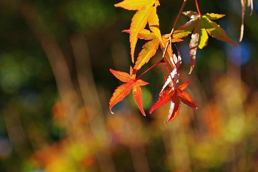 陽射しの中のイロハモミジ イロハモミジ,紅葉,葉の写真素材