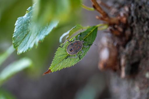 Photo, bug, larva, yellow spotted stink bug, 