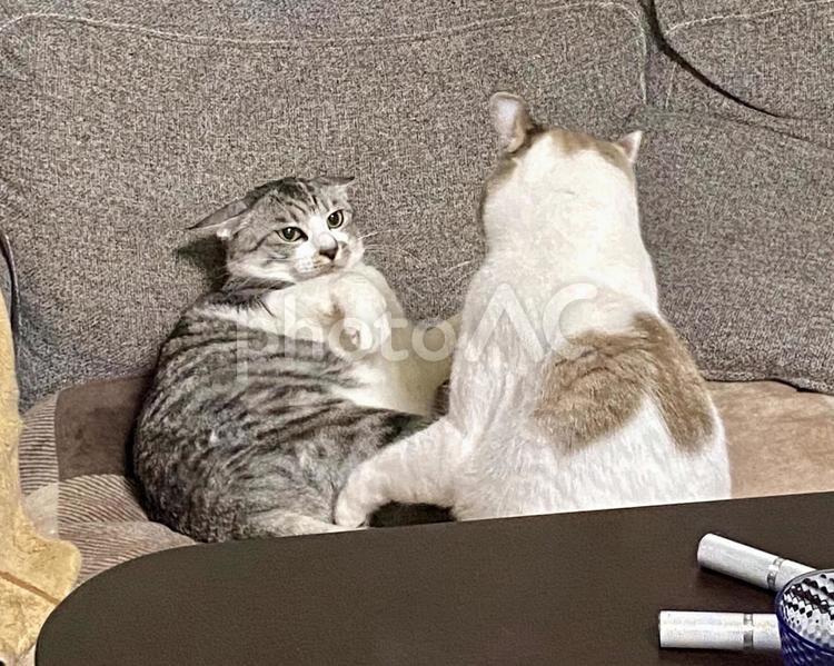 サバ白猫にちょっかいを出すシャム系猫 猫,シャムトラ,サバシロの写真素材