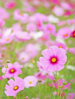 Cute pink cosmos (vertical), JPG