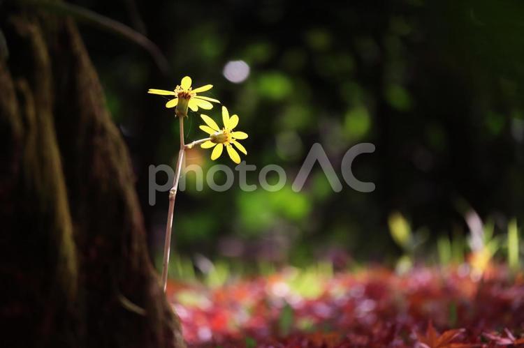 秋と緑の美しい森と黄色い花 秋,植物,自然の写真素材