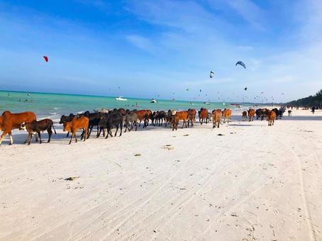 海岸を歩く牛 アフリカ,タンザニア,大自然の写真素材