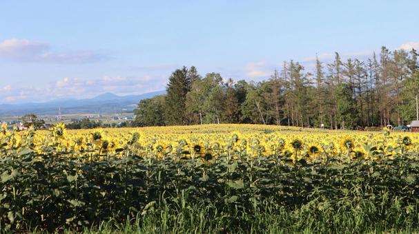 ひまわり１１ ひまわり,向日葵,ひまわり畑の写真素材