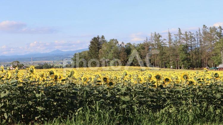 ひまわり１１ ひまわり,向日葵,ひまわり畑の写真素材