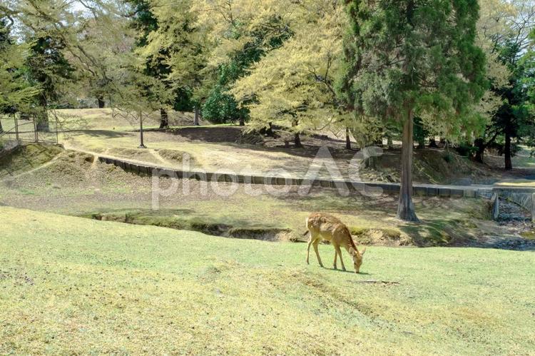 奈良公園(春イメージ) 奈良公園,鹿,春イメージの写真素材