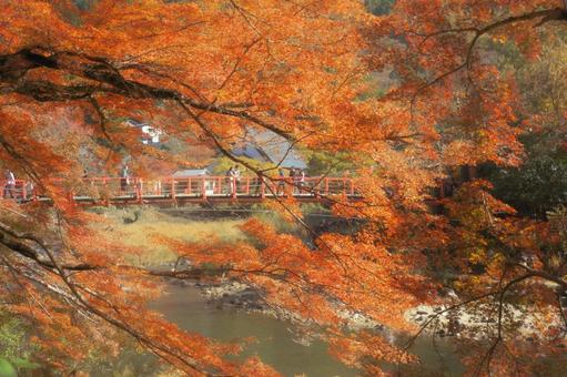 紅葉 紅葉の写真