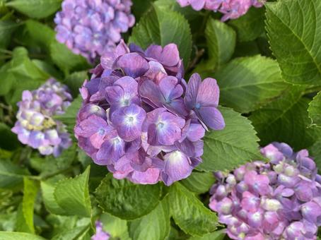 Photo, hydrangea, flower, the season, 