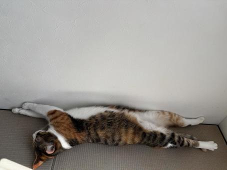 三毛猫 へそてん 三毛猫 へそてんの写真