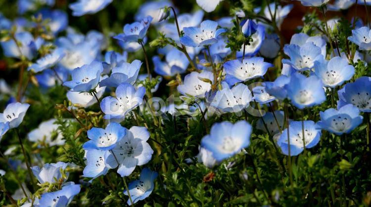 幻想の世界の中にいるようなネモフィラの花 ネモフィラ,ブルー,空色の写真素材